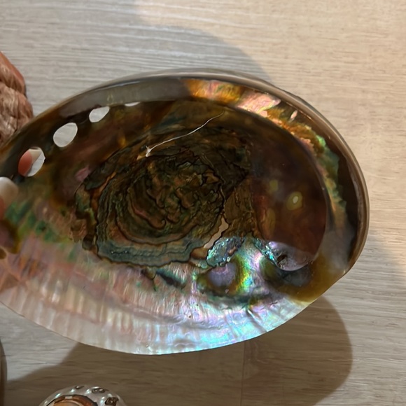 Set of 4 shells - Picture 4 of 9